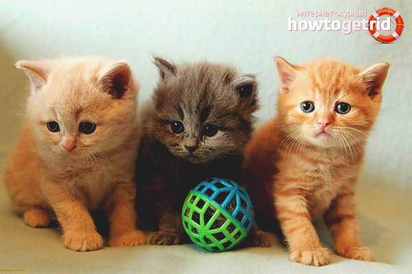 How to choose a healthy kitten