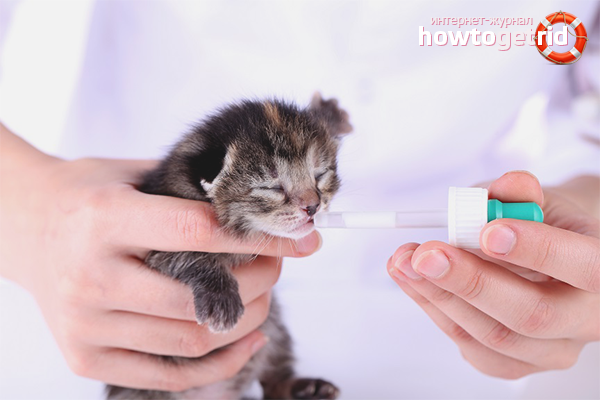 How to feed newborn kittens without a cat