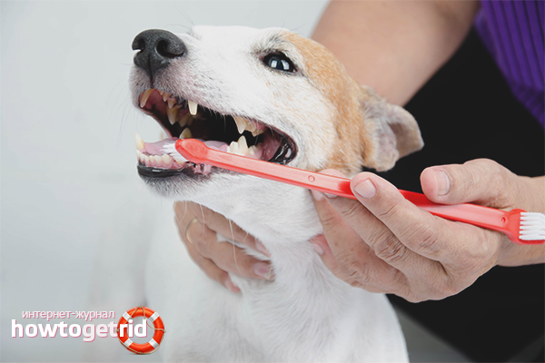 Dog mechanical brushing