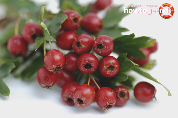 The benefits of hawthorn for the nervous system