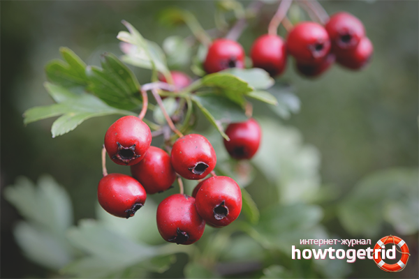 The benefits and harms of hawthorn