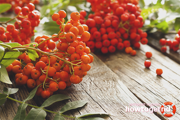 The benefits and harms of red mountain ash