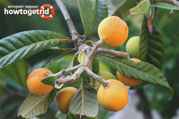 The benefits of medlar leaves