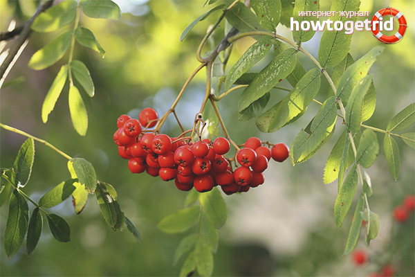 The benefits of mountain ash for men