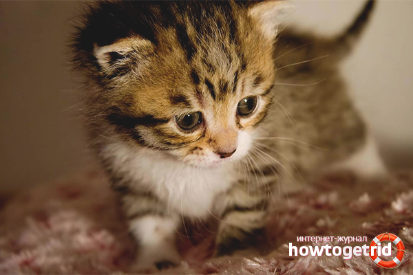 The psychological state of the kitten