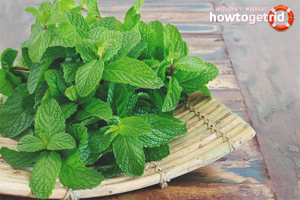 Menthe poivrée Harm