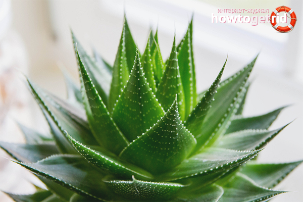 Aloe for hair