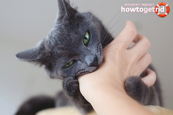 What to do if a cat has bitten