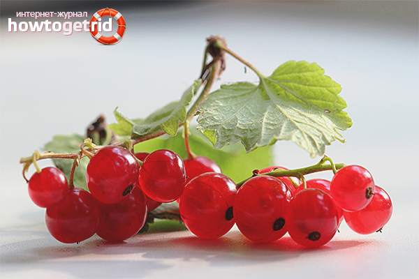 Rote Johannisbeere während der Schwangerschaft