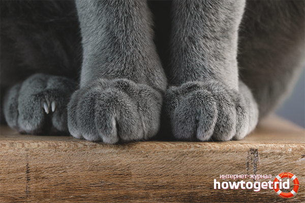 Why is a cat trampling your paws