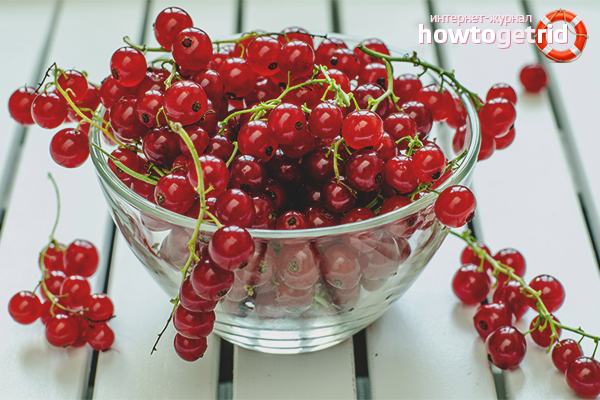 Die Vor- und Nachteile roter Johannisbeeren
