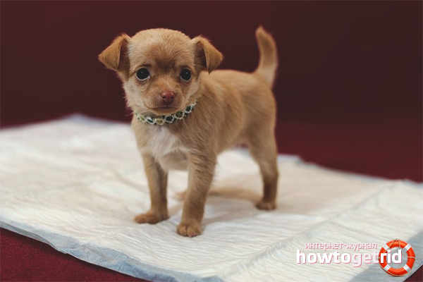 Algorithm for introducing the puppy to the tray