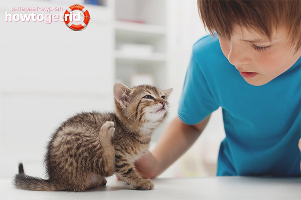 Wie man einen Floh von einem Kätzchen bekommt