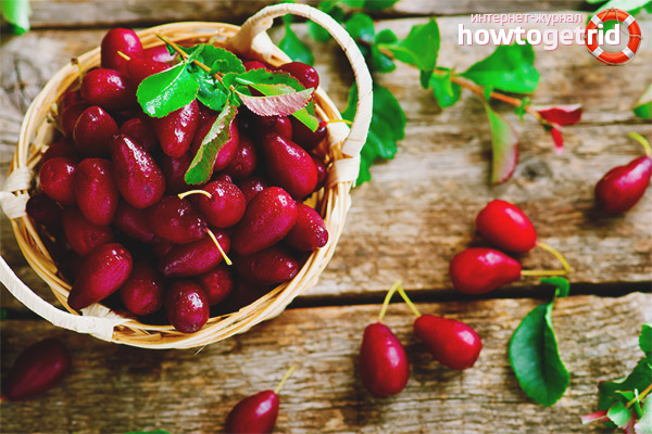 Dogwood for diabetics