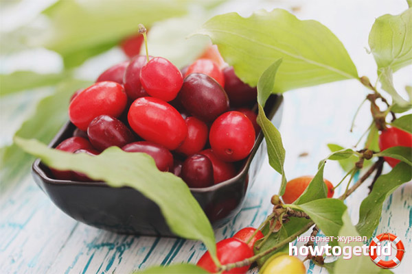 Dogwood for hemorrhoids