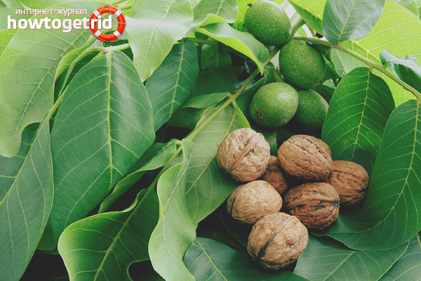 Walnussblätter in der Volksmedizin