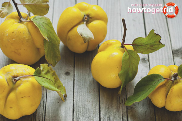 Useful properties and contraindications of quince