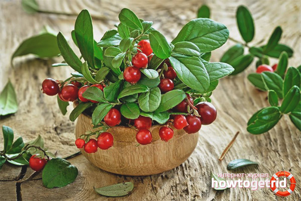 Useful properties and contraindications of lingonberry