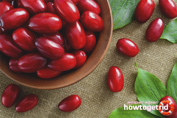 Useful properties and contraindications for dogwood