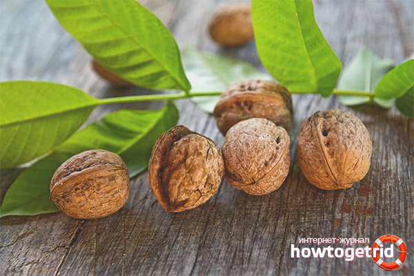 Nützliche Eigenschaften und Kontraindikationen von Walnussblättern