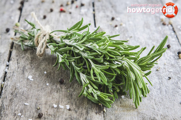 Useful properties and contraindications of rosemary
