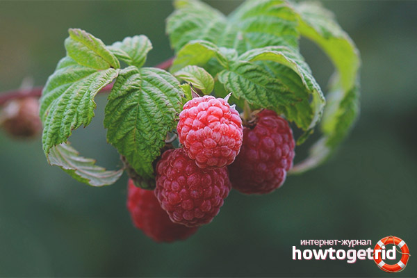 Useful properties of raspberry leaves