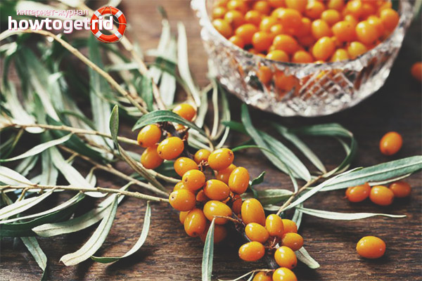 The benefits of sea buckthorn for blood vessels and bones