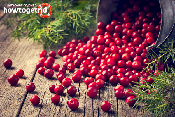 Lingonberry contraindications