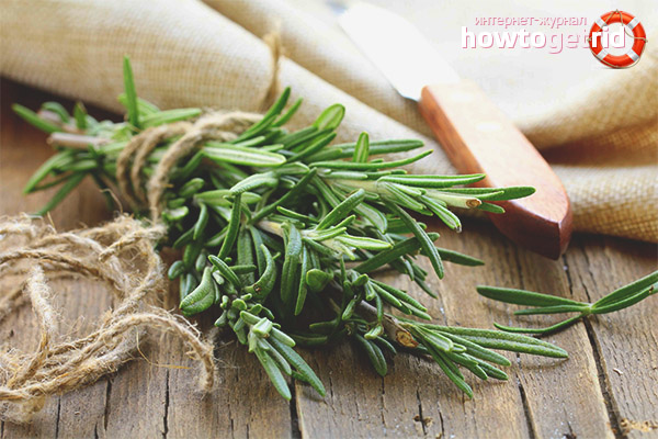 Rosemary for the female and male body