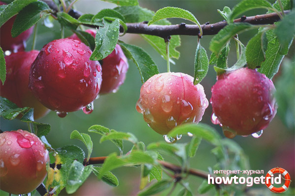 Cherry plum in folk medicine