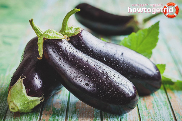 Eggplant during lactation