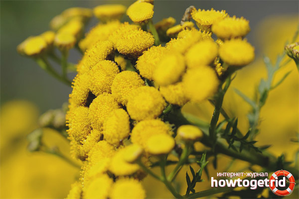 Immortelle in folk medicine