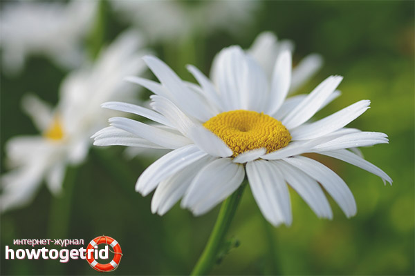 Why is camomile useful?