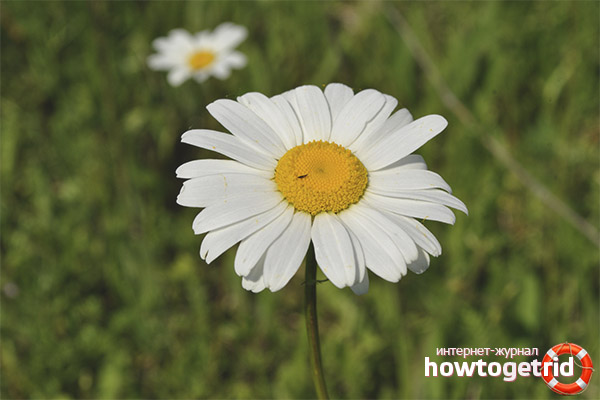 How to use chamomile for water treatments