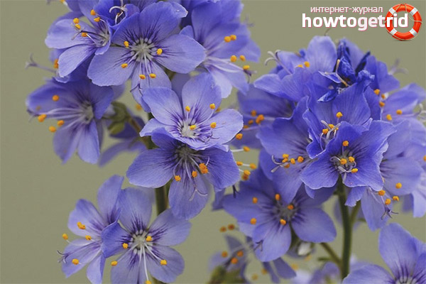 How to be treated with cyanosis