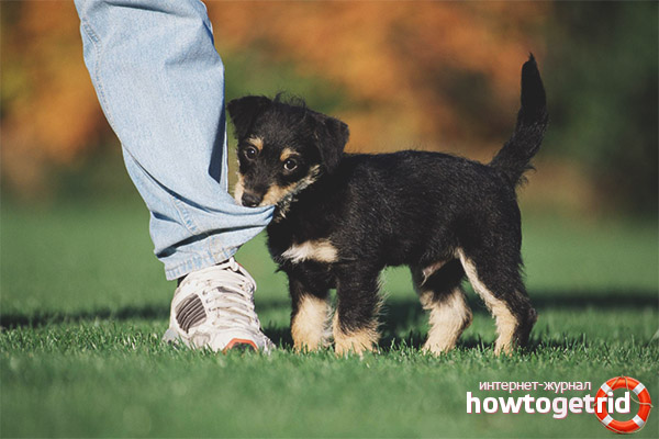 How to wean a puppy to bite and grab on legs