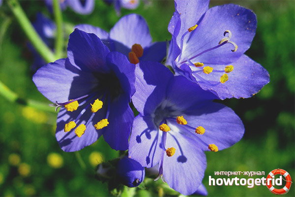 What nutrients does cyanosis blue contain