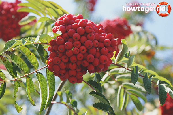 Red mountain ash in cosmetology