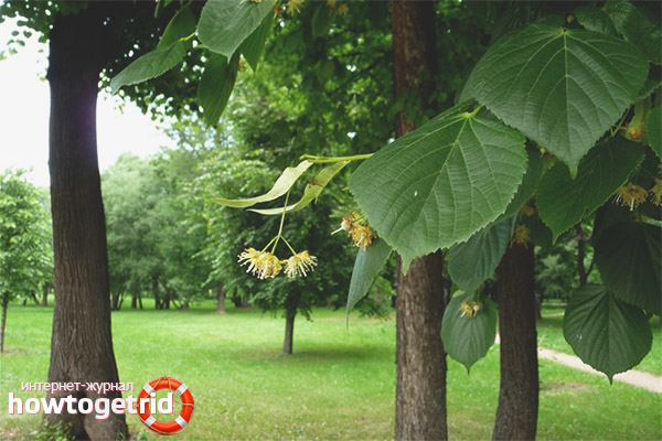 The healing characteristics of linden