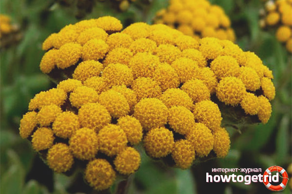 Therapeutic properties and contraindications of immortelle