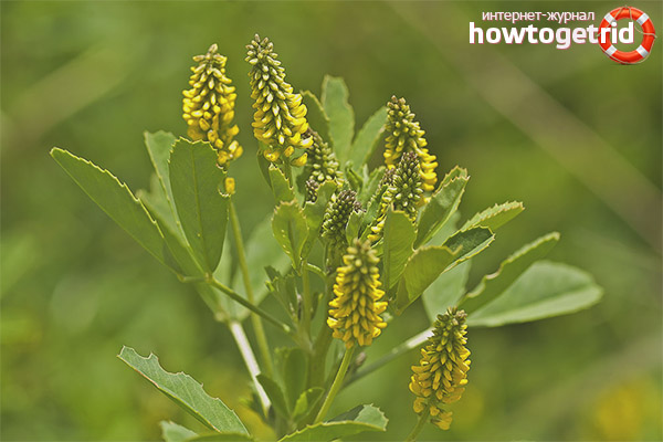 Medicinal properties and contraindications for sweet clover