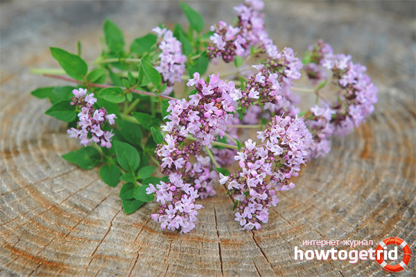 Medicinal properties and contraindications of oregano