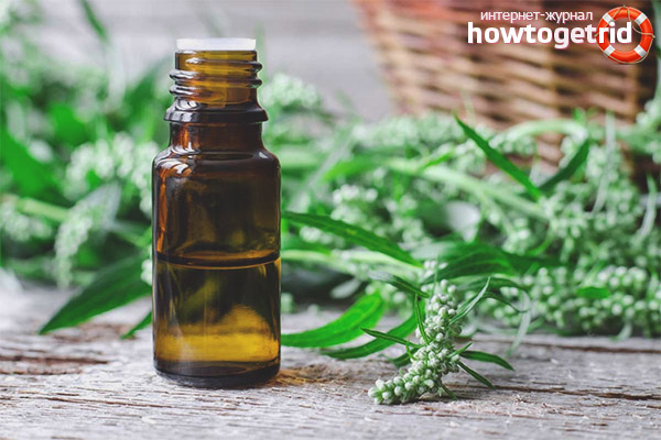 Therapeutic properties and contraindications of bitter wormwood