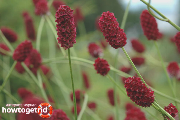 Therapeutic properties and contraindications