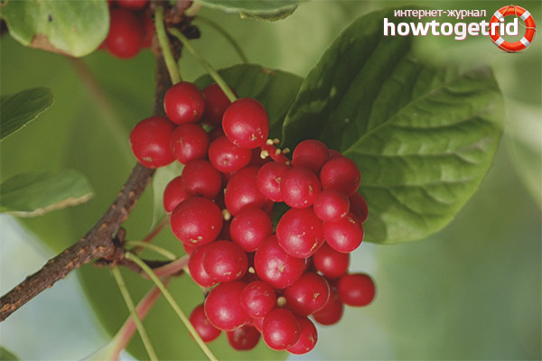 Medicinal properties and contraindications of Schisandra chinensis