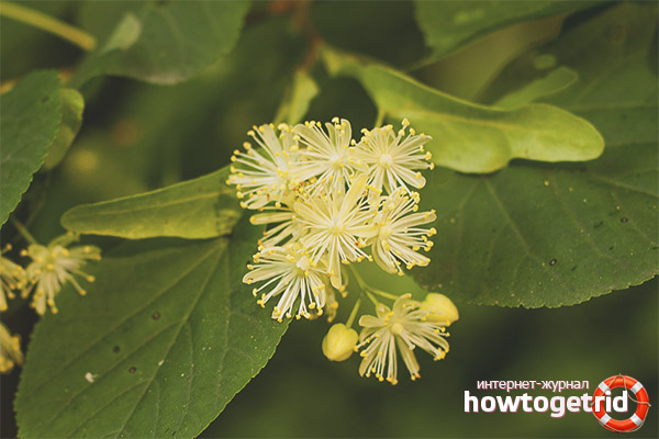 Medicinal properties and contraindications of linden