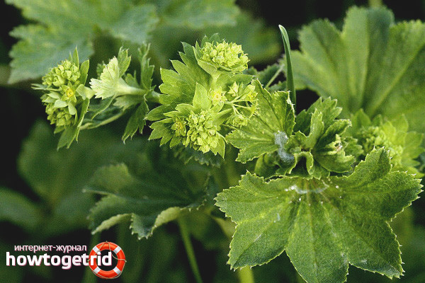 The curative properties and contraindications of the cuff