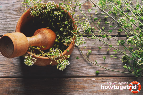 Medicinal properties and contraindications of a shepherd’s bag