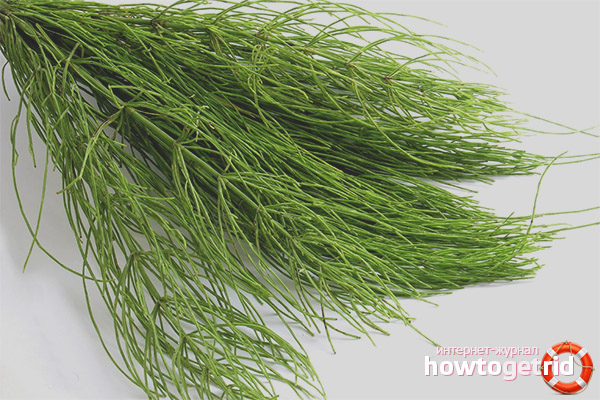 Therapeutic properties and contraindications of horsetail