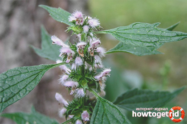 Medicinal properties and contraindications motherwort
